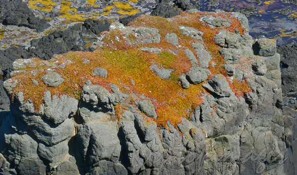 lichen grows on the rocky outcrops at Phillip Island.