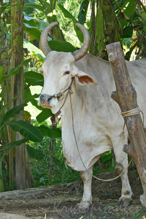 Cattle in the Phillipines
