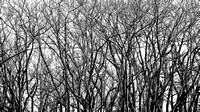 winter trees in paddock