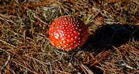 mushroom om hillside