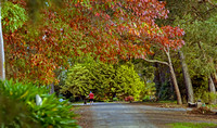 autumn avenue in the Dandenong Ranges Victoria