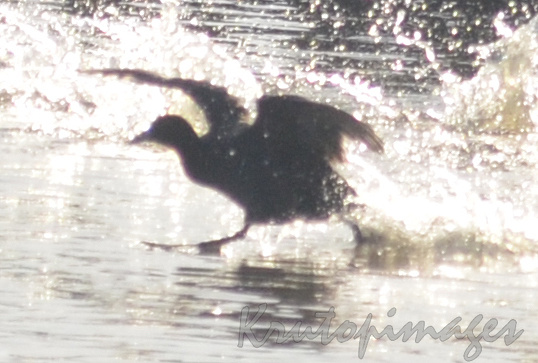 silhouette of Moorhen taking off from lake
