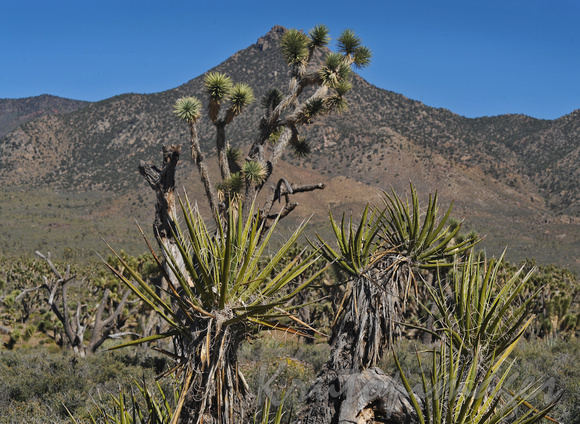 Arizona Desert landscape featuring Joshua trees