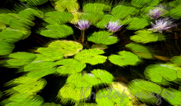 lily pads zoom effect