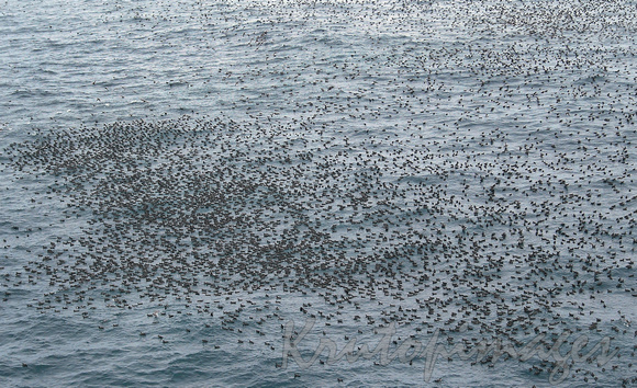Resting mutton birds Bass Strait