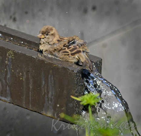common sparrow cools in the garden water feature
