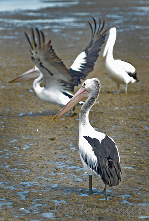Pelicans on the low tide shoreline at Tooradin