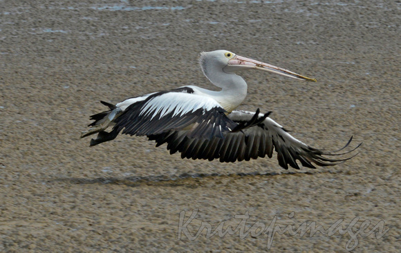 pelican lifts off from the low tide shoreline-Tooradin