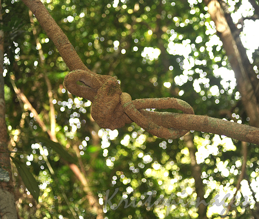 knotted vine detail in the generic vegetation of a rainforest