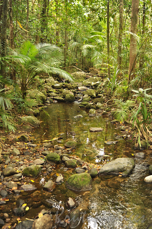 Mossman rainforest -a small creek forms ponds  as it meanders through the generic ,rocky vegetation
