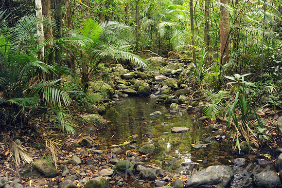 Mossman rainforest -a small pond forms among the generic ,rocky vegetation