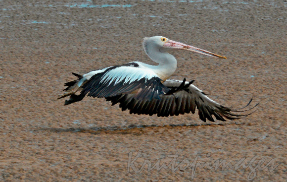 artistic rendition -pelican in low flight