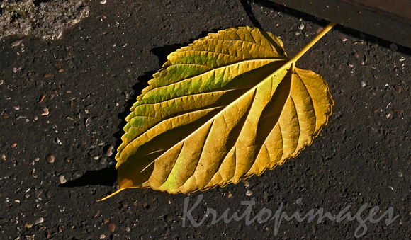leaf close up high contrast