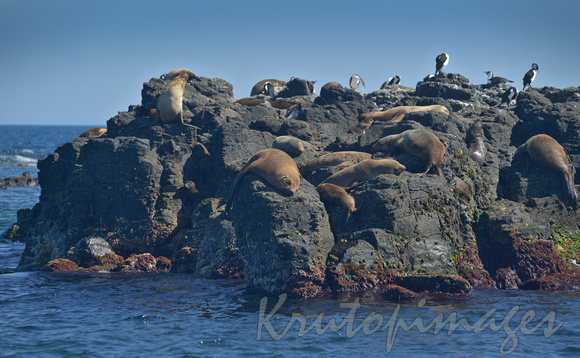 Seals on Seal Rocks Phillip Island