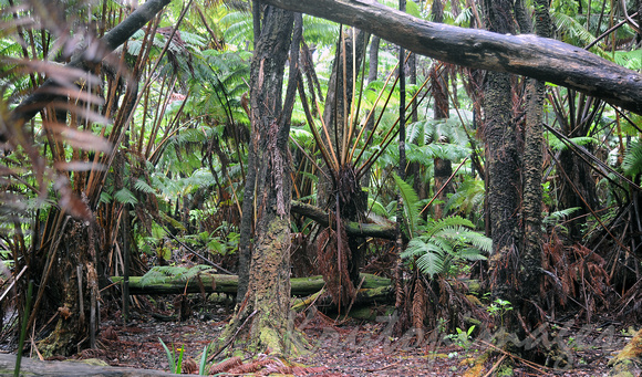Temperate rainforest in Victorian Bush East Gippsland