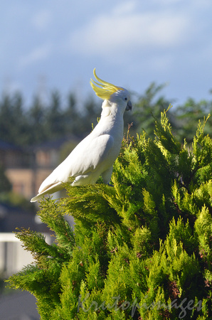 Sulphur Crested cockatoo in suburbia
