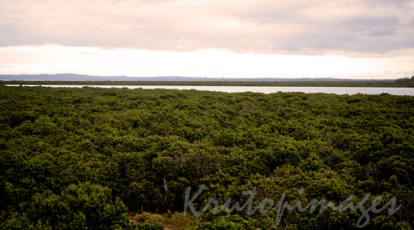 Mangroves Victorian coastal area Tooradin