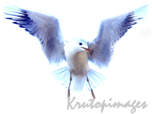 stylised image of a seagull in flight about to land