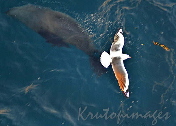 Offshore Bass Strait -a seagull hovers over playful seals in the water below