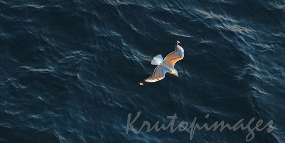 seagull from above hovers over Bass Strait water