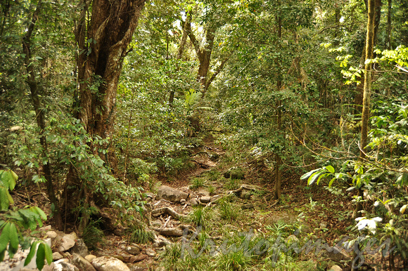 Mossman rainforest -a walking track created by trickling water and small creekst meanders through the generic ,rocky vegetation
