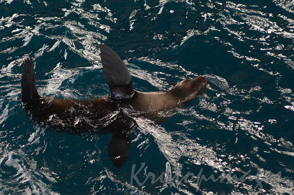 Seal frollicking near offshore platform