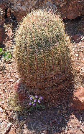 desert scene California, cactus detail
