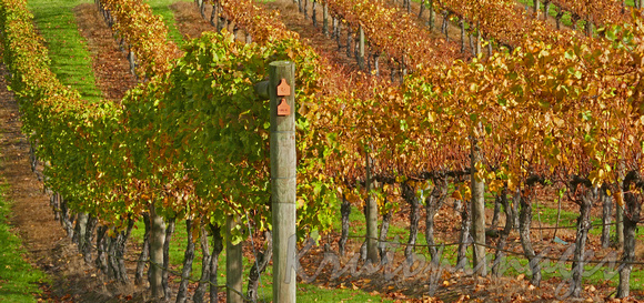 Grapevines in Autumn, fall