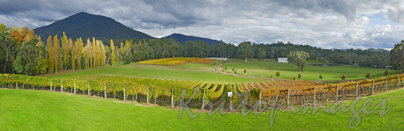 vineyard and surrounds in the Yarra Valley