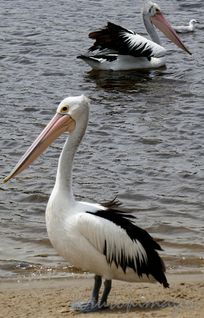 Pelicans at Lake