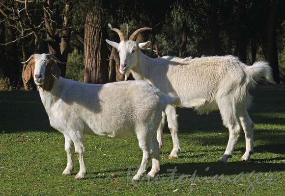 Goats in a roadside paddock.