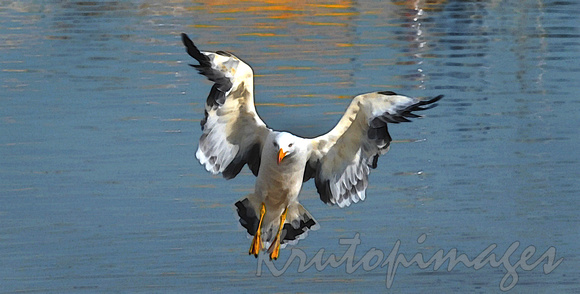 seagull in flight -image created with a stylised artistic overlay