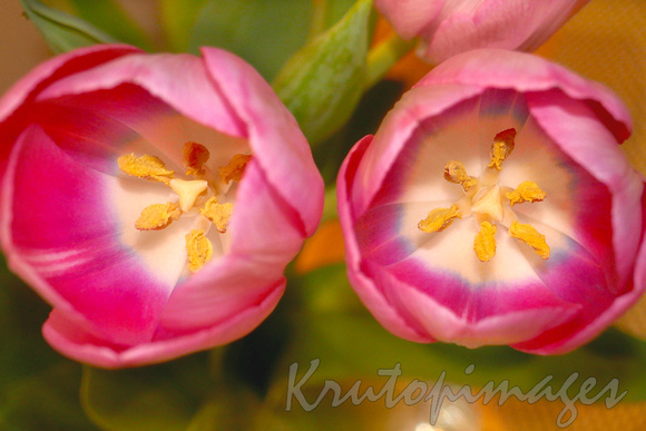 Tulips -looking inside at the yellow stamen