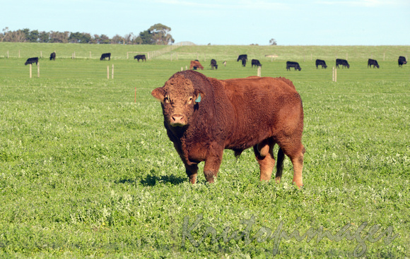 Bull in paddock, south Gippsland