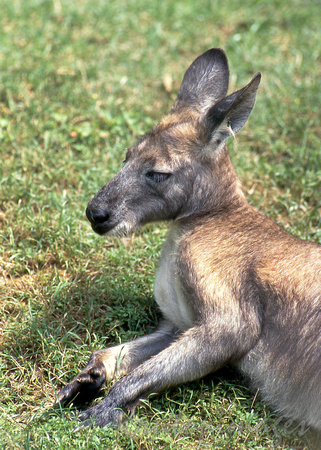 Kangaroo -a mature male rests in a paddock
