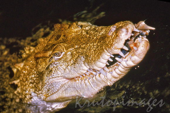 Saltwater Crocodile in the murky waters of the South Aliigator River NT