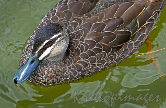 Duck Close up in lake at Wilson Botanic Gardens-Berwick