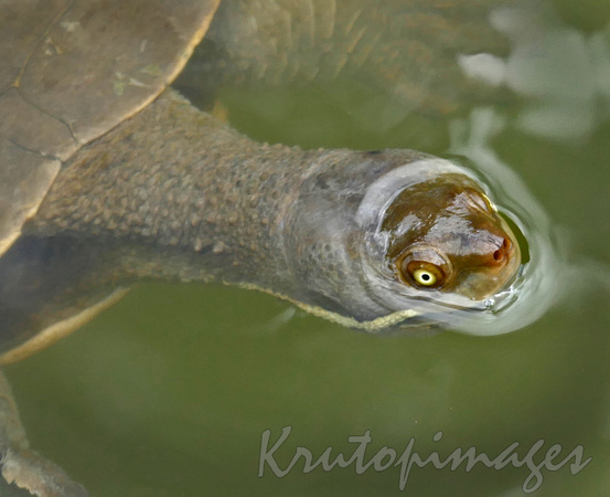Turtle Close up in lake at Wilson Botanic Gardens-Berwick