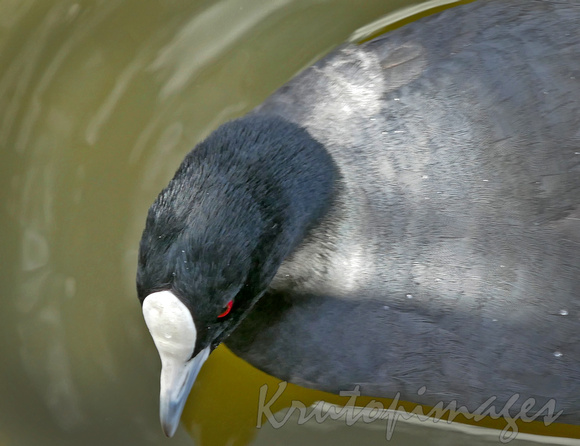 water bird-head of water bird in Wilson Botanic Lake