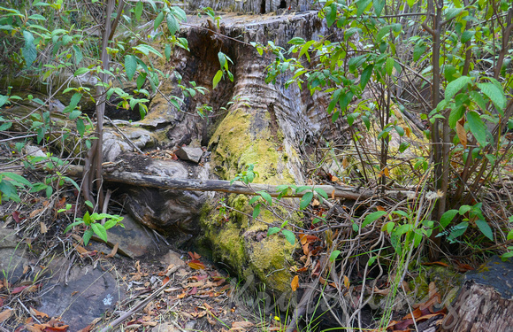 remains of very old ree in a National Park