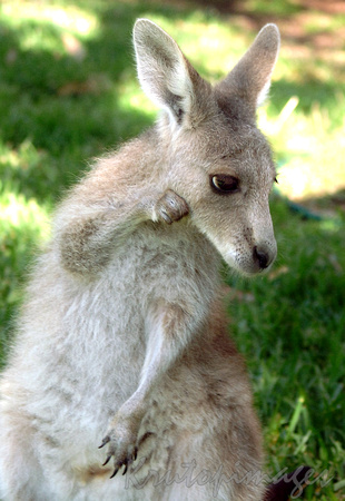 kangaroo-Young Kangaroo having a scratch close up detail head and shoulders