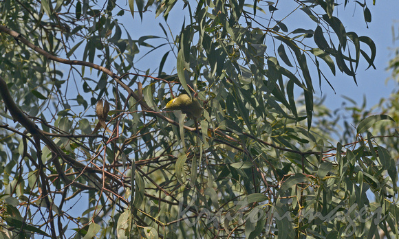 NATIVE BIRD IN GUM TREE