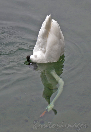 WHITE SWAN DUCK DIVING FOR FOOD