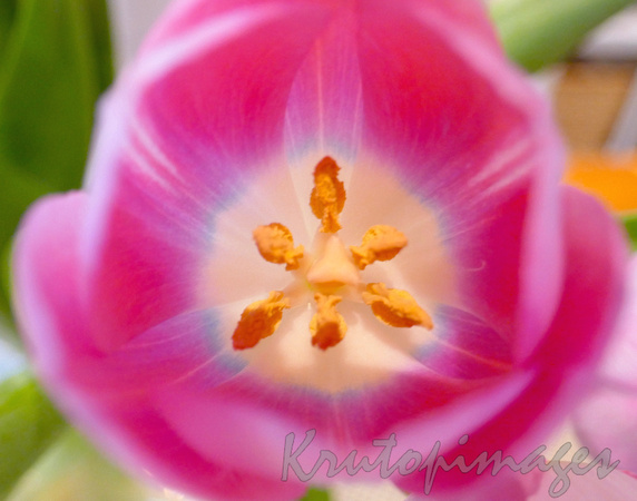 Tulip detail showing stamen inside the pink petals