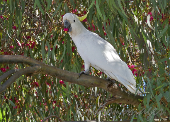 Sulphur Crested Cockatoo in gum tree