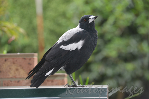 Magpie with one leg