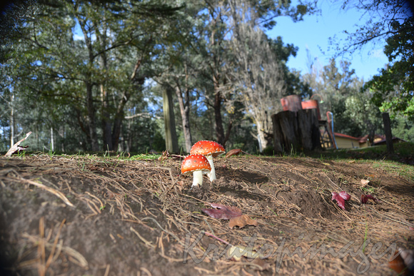 colourful mushrooms on bank