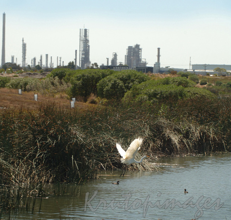 water bird leaves wetlands in industrial area-Victoria.
