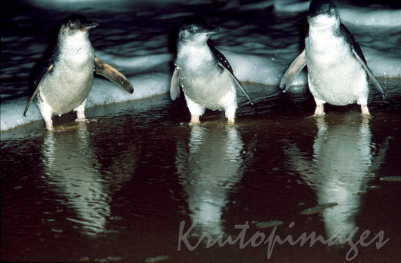 Fairy Penguins leave the water -Phillip Island, Victoria.