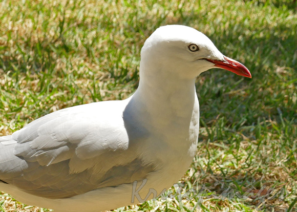 seagull close up
